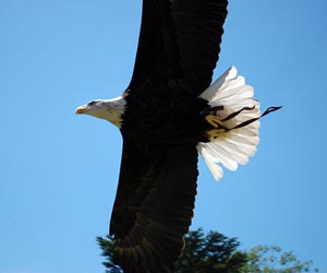 Picture of a Bald Eagle Flying | Iconic American Symbol