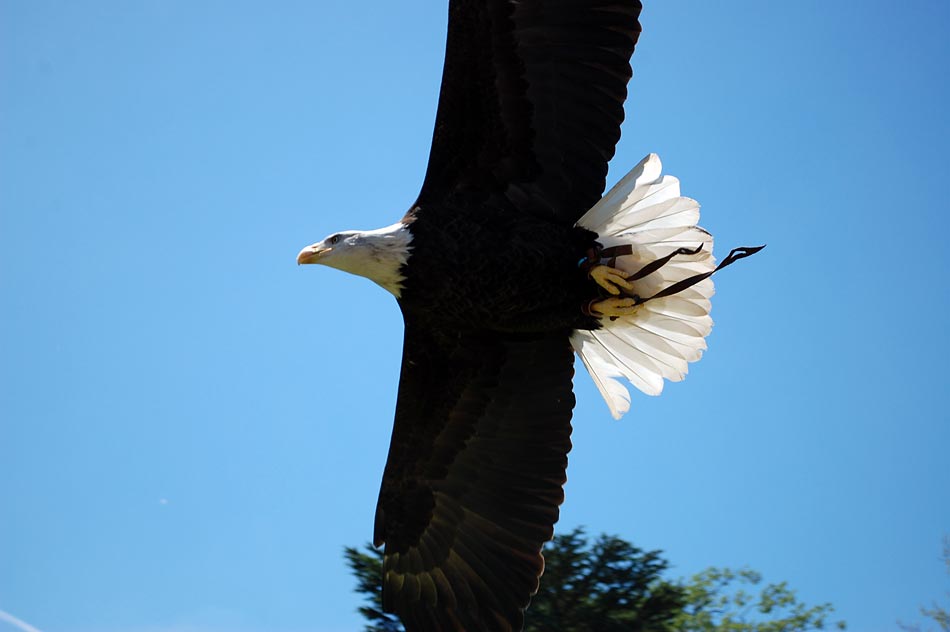 Bald Eagle Flying Image