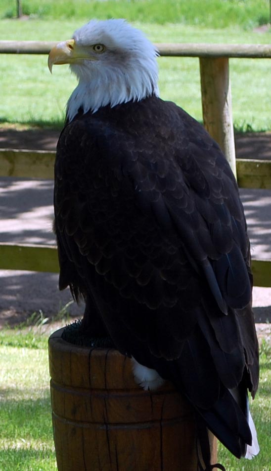 Bald Eagle Image