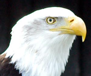 Bald Eagle Symbol Picture