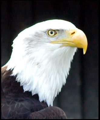 Bald Eagle Symbol