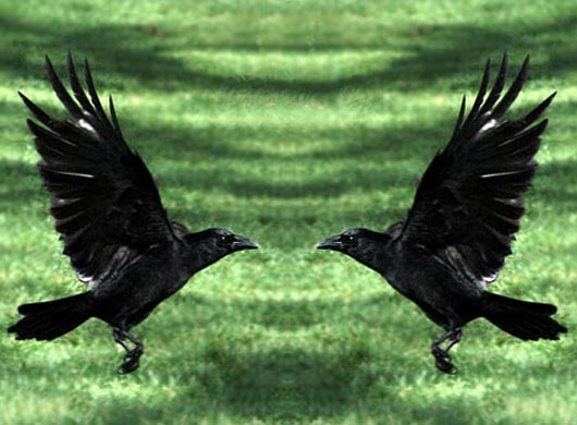 Black Bird Symbol Image