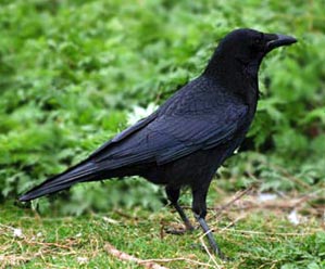 Crow Symbol Picture