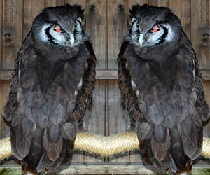 Verreaux Eagle Owl Image