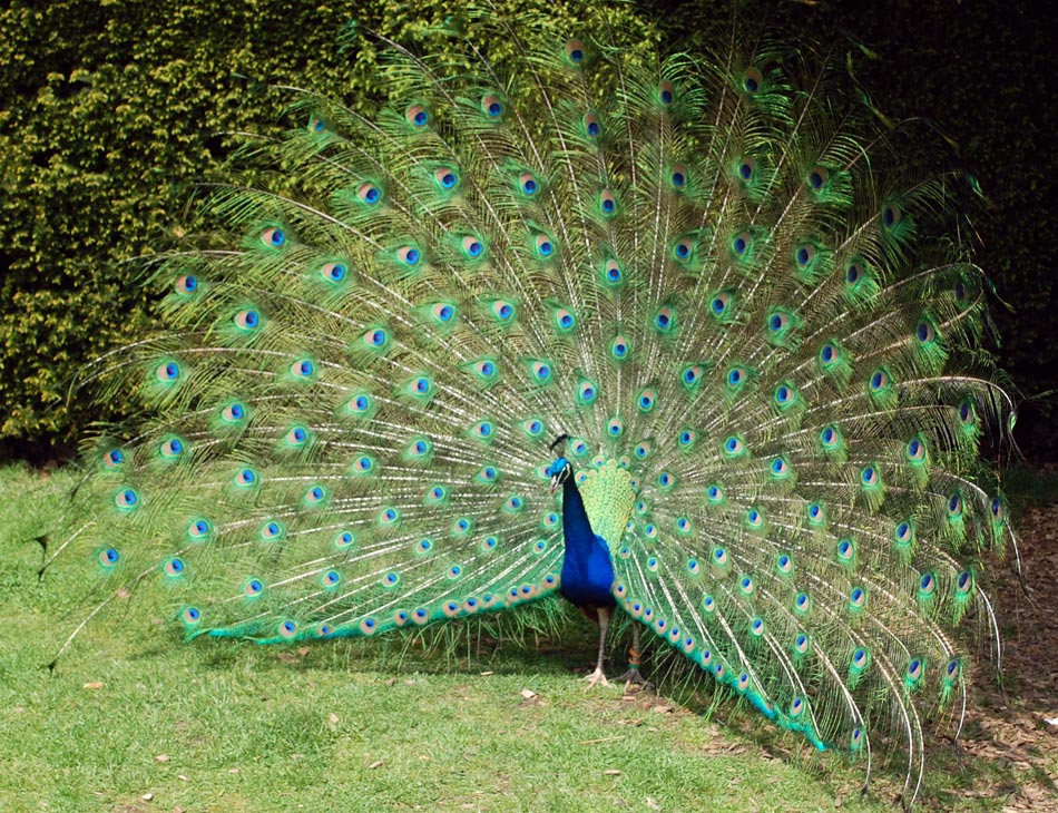 Peacock Displaying Feathers Image