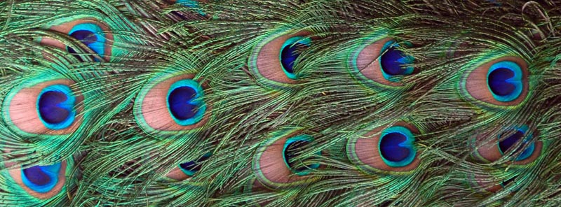 Peacock Feathers Image