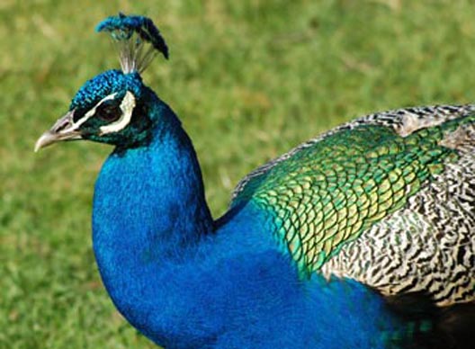 Peacock Symbol Image