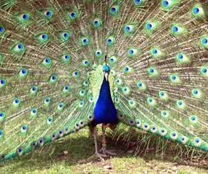 Peacock Symbol Image