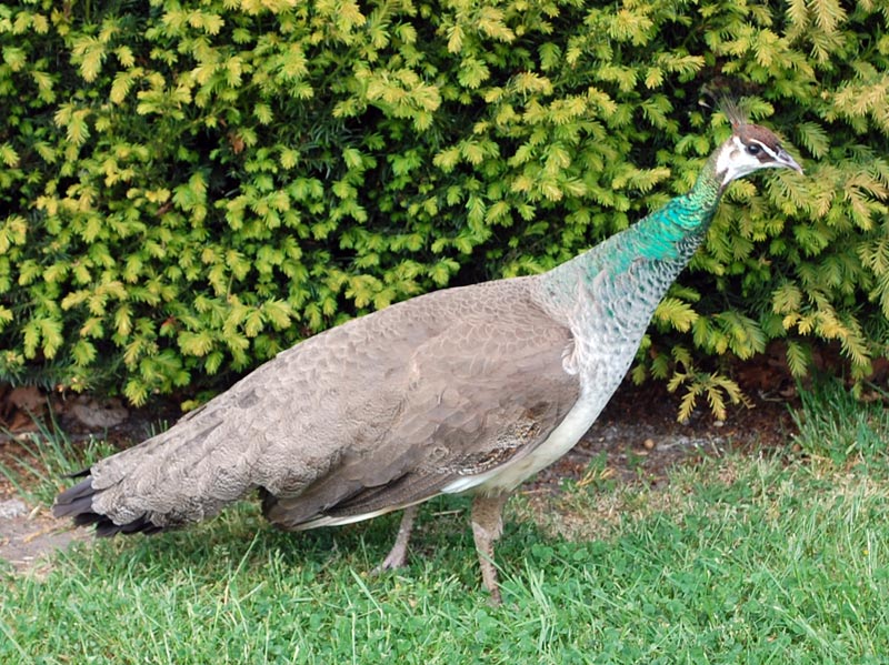 Image of  a Peahen