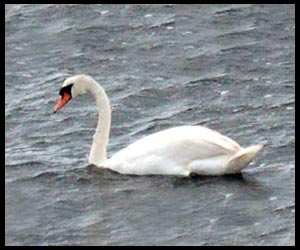 Swan Bird Symbol Image