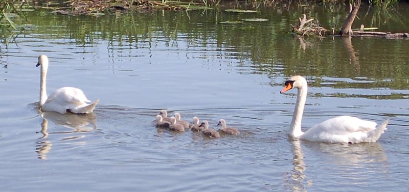 Swan and Cygnet Image