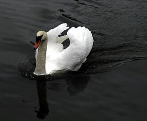 Swan Symbol Image