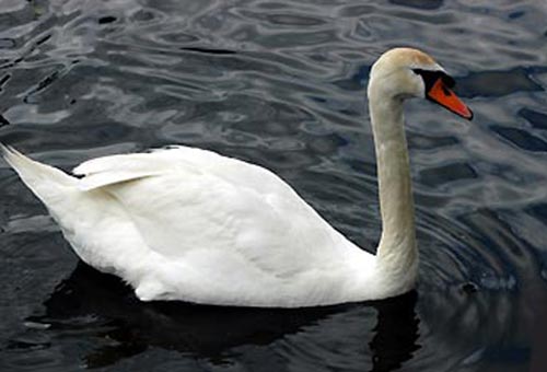 Swan Symbol Image